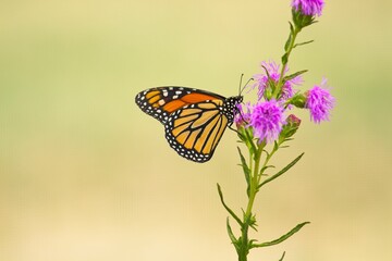 Closeup of a monarch butterfly feeding on a colorful flower