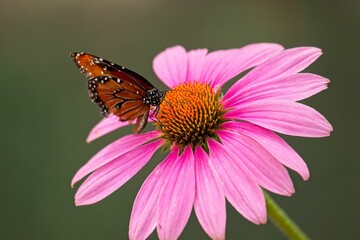 Tropic Queen butterfly on an echinacea flower