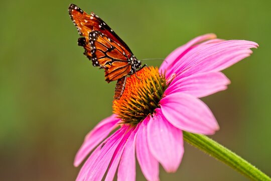 "Queen Butterfly" Images – Browse 683 Stock Photos, Vectors, and Video