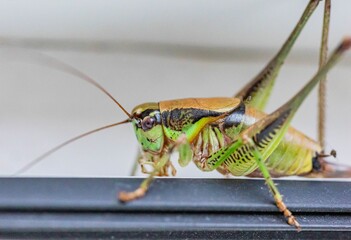 Macro shot of a green grasshopper on a blurred background