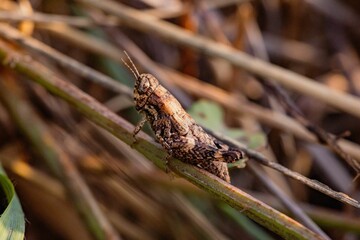 Close-up shot of a short-horned grasshopper on a grass