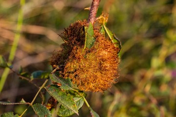 Close-up shot of brown gall wasp on a blurred background