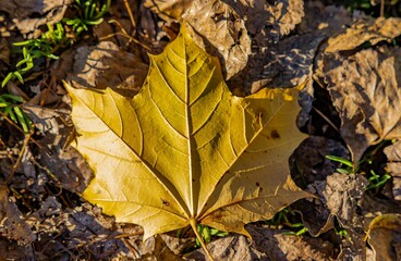 Closeup shot of an autumn yellow leaf surrounded by dry fallen leaves