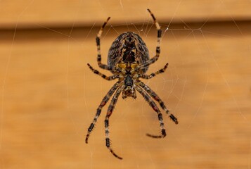 Closeup shot of a Angulate orbweavers spider (Araneus) on the web on the blurred background