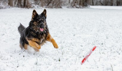 a dog chasing for a frisbee in the snow