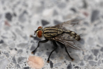 Macro photo of house fly on the floor.