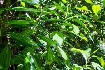 Closeup shot of suny Pimenta racemosa blossom green leaves in the park