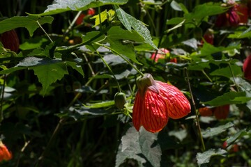 Abutilon striatum (red vein indian mallow) in the garden