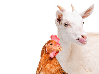 Portrait of white goat showing tongue and red hen isolated on white background