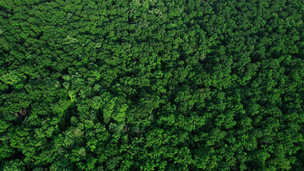 Green forest in summer with a view from above.Spring birch groves with beautiful texture.