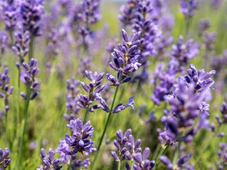Closeup of a beautiful lavender garden, a floral wallpaper