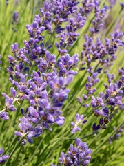 Vertical shot of lavender flowers