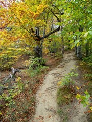 Beautiful mountain trek with a fall colored forest