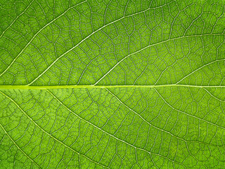 Naklejka na ściany i meble The texture of a part of a green leaf. Macro background. Natural pattern. Close-up. Spring background. Natural background. View from above. Copy space