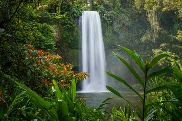 Beautiful view of Millaa Millaa Falls cascading down, Atherton Tablelands of North Queensland
