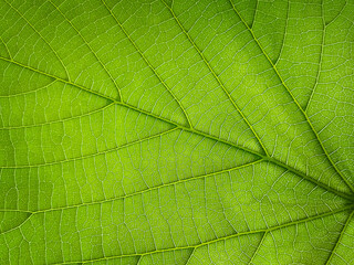 Naklejka na ściany i meble The texture of a part of a green leaf. Macro background. Natural pattern. Close-up. Spring background. Natural background. View from above. Copy space