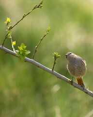 Closeup of a Black redstart, Phoenicurus ochruros perched on a thin branch with tree buds