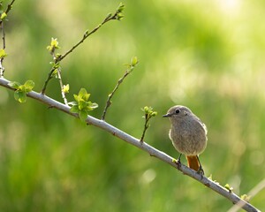 Closeup of a Black redstart, Phoenicurus ochruros perched on a thin branch with tree buds