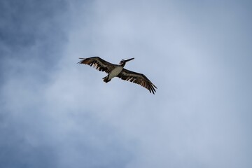 Obraz premium Closeup shot of a brown pelican flying in the air