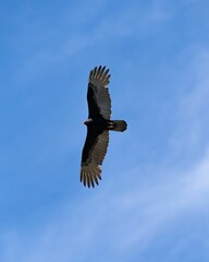 Vertical shot of a brown pelican flying in the air