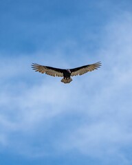 Vertical shot of a brown pelican flying in the air