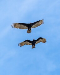 Vertical shot of brown pelicans flying in the air