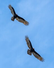 Obraz premium Vertical shot of brown pelicans flying in the air