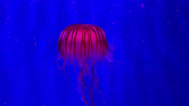 View of swimming single medusa in the blue aquarium.