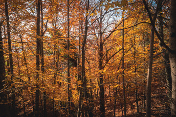 São Lourenço Beech Tree Forest, pathway leaves fall in ground landscape on autumnal background in November, Manteigas, Serra da Estrela, Portugal.