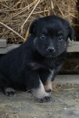 Cute black german shepherd puppy