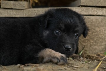 Cute black german shepherd puppy