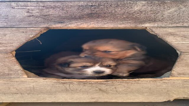 Playful West Siberian Laika puppies in a wooden street house