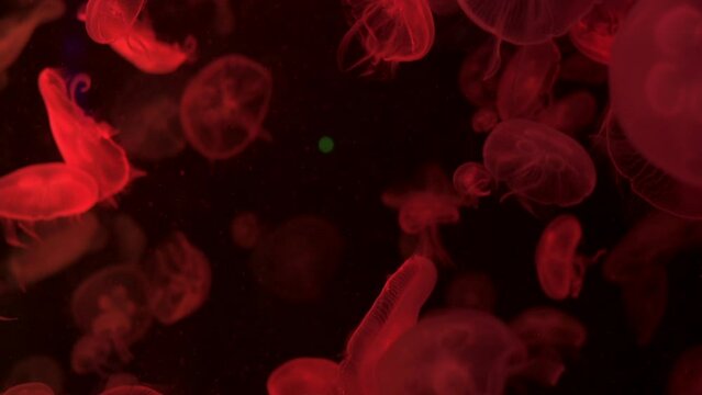 Jellyfish put on a show at the museum in Thailand.Jellyfish changes various colours under LED. ( Close up )