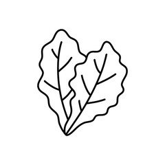 Hand drawn black line sketch of lettuce isolated on white background, Vector illustration