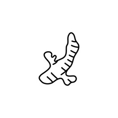 Ginger root plant. Hand drawn sketch vector illustration isolated on white. Spicy herbs. Ginger Doodle design cooking ingredient for food. Seasoning spice herb.