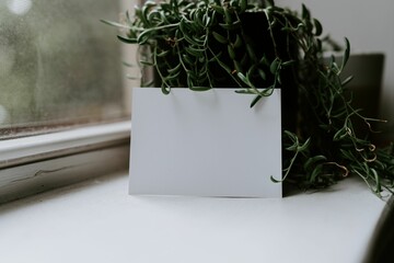 Closeup of a Curio radicans houseplant in a pot on the white windowsill with a blank paper in front