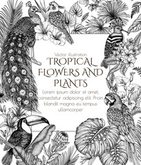 Vector frame with tropical garden with exotic birds. Macaw parrot, toucan, hoopoe, peacock and cockatiel parrot in engraving style © Viktoriia Holovko
