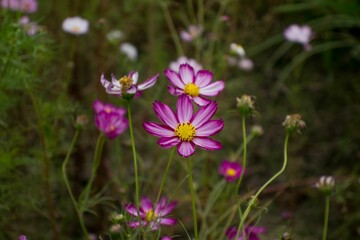 Fototapeta premium Close-up shot of delicate cosmos flowers blooming in a garden