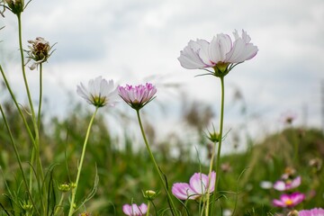 Obraz premium Close-up shot of delicate cosmos flowers blooming in a garden against the sky background