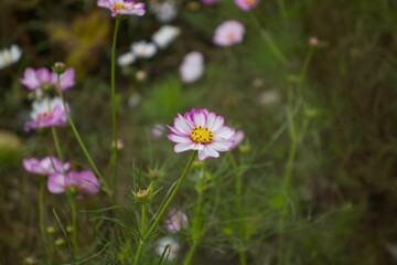 Fototapeta premium Close-up shot of delicate cosmos flowers blooming in a garden