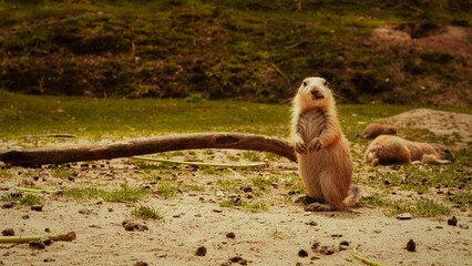 Präriehund - Erdhörnchen - Nagetier - Cute Prairie Dog - Family - Groundhog - Genus Cynomys -...