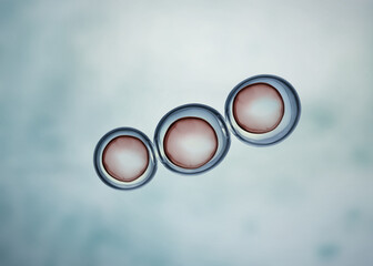 Cells division process, Cell divides into two cells