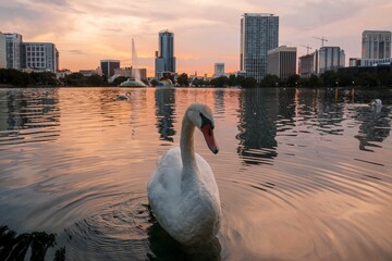 Closeup of a beautiful swan on Lake Eola with an urban skyline backdrop in Orlando Florida