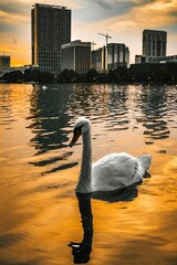 A beautiful swan on Lake Eola with an urban skyline backdrop at dusk in Orlando Florida