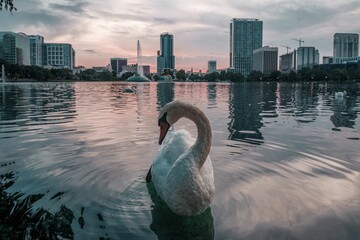 White single swan in water with cityscape in the background © Kris Schmidt/Wirestock Creators