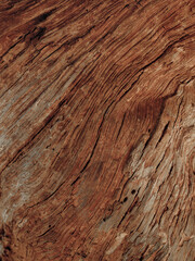 Wooden Texture of Relict tree
