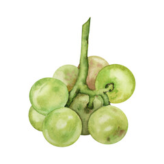 Hand drawn watercolor green grapes illustration on transparent background. Wine collection set clip art element.