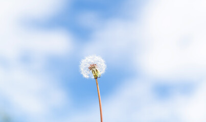 Dandelion under the blue sky