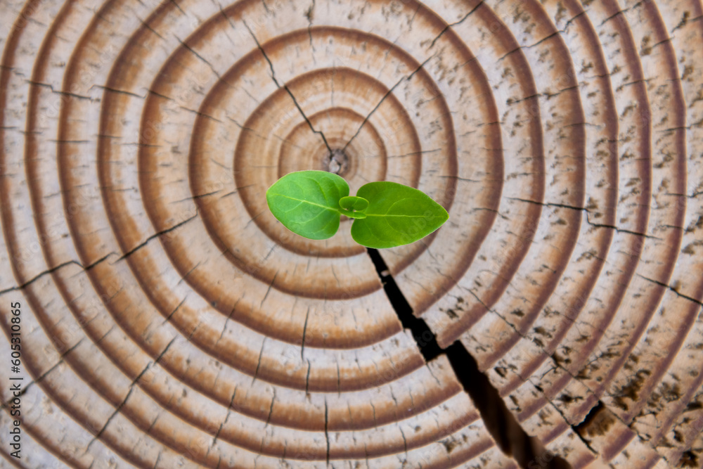 Wall mural New leaves grow from the stump