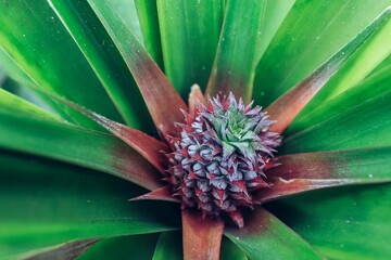 Newly grown pineapple fruit